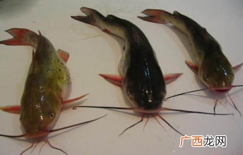 无刺鱼是什么鱼,没鱼刺的是什么小鱼？