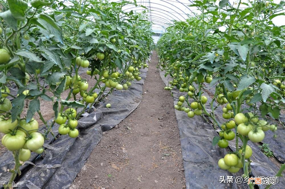 种菜用什么肥妙招 自家种蔬菜一般用什么肥料长得快又好