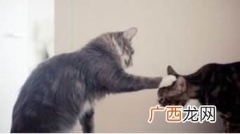 男生对女生说贴贴是什么意思,一个女生把大头贴送给男生是什么意思？