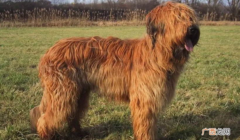 纯种牧羊犬特点和名字大全 牧羊犬品种大全
