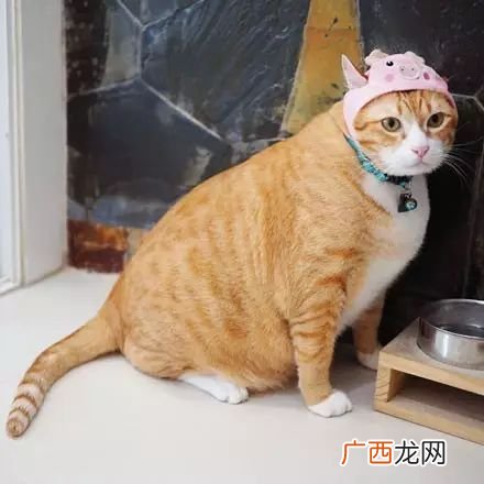 中华田园猫橘猫的性格脾气温顺吗 橘猫好养吗