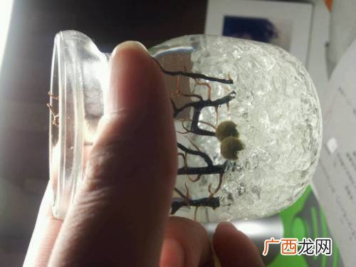 海藻球如何看是否死了,海藻球长白毛怎么办？