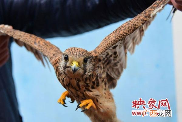 斑鸠是国家二级保护动物吗,斑鸠是不是国家二级保护动物名单?