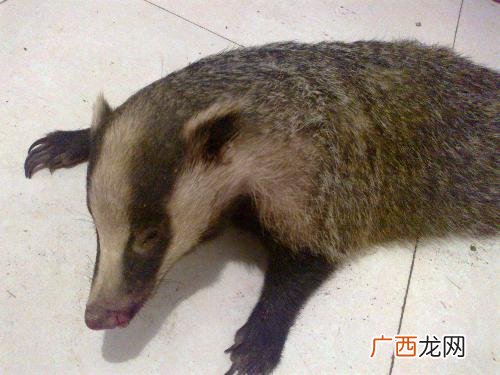 獾是什么动物,东北獾子是几级保护动物?
