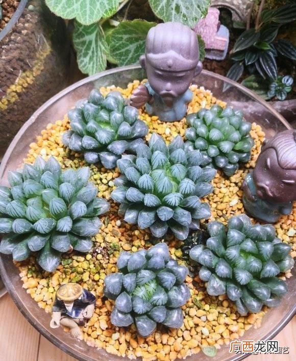 在家养玉露浇水的正确方法 玉露浇水还是喷水