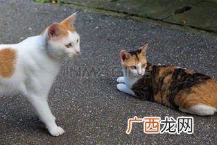 cats是什么意思,kites和cats的发音区别？