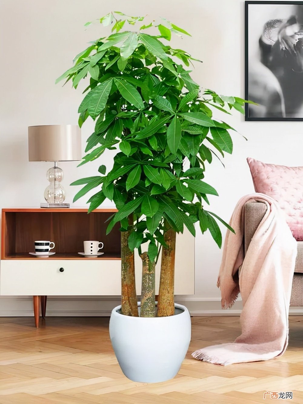 哪些植物可以去甲醛使空气变好 十大净化空气植物