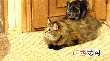 跳蛛为什么会盯着人看,什么跳蛛都能养吗？