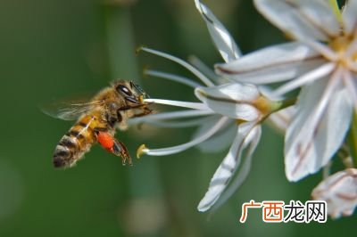 工蜂的寿命有多长,野蜜蜂寿命有多少天？