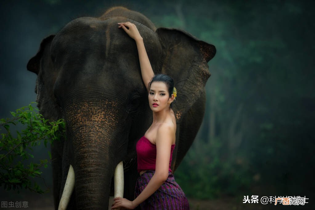 大象的起源和进化 猛犸象什么时候灭绝的