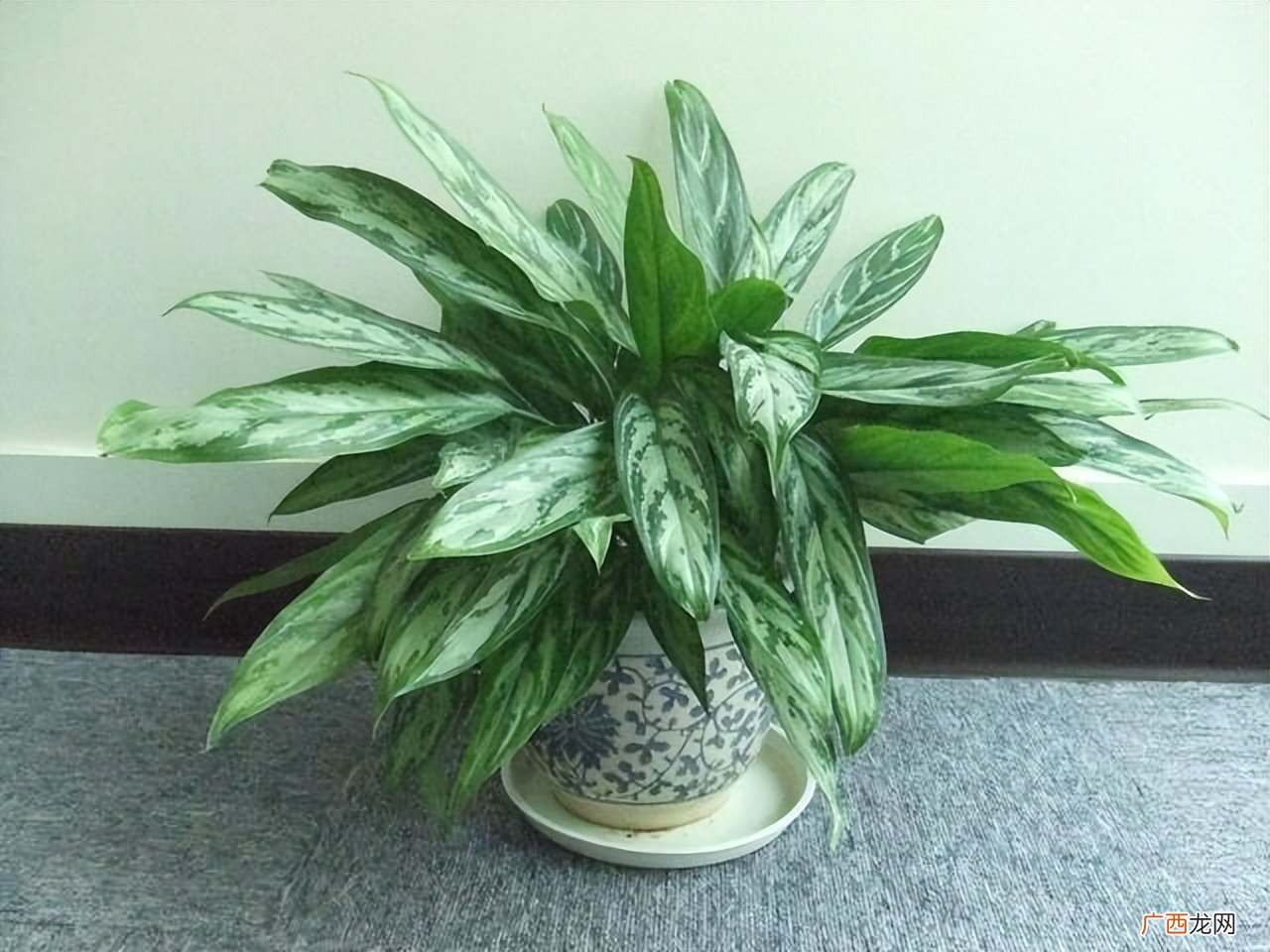 5种植物，净化空气的佼佼者 室内去除甲醛的绿植有哪些