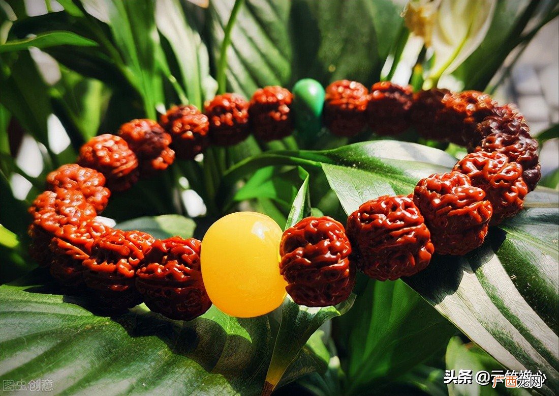 5瓣是常见的，五以上越多越贵 金刚菩提几瓣的最好
