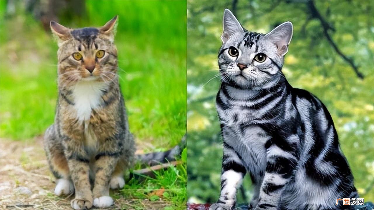 美短和狸花的名声截然不同 美短和狸花猫的区别