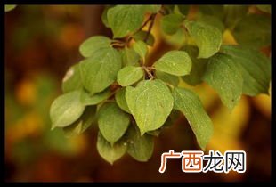 leaves是什么意思,it's time for me to leaves什么意思？