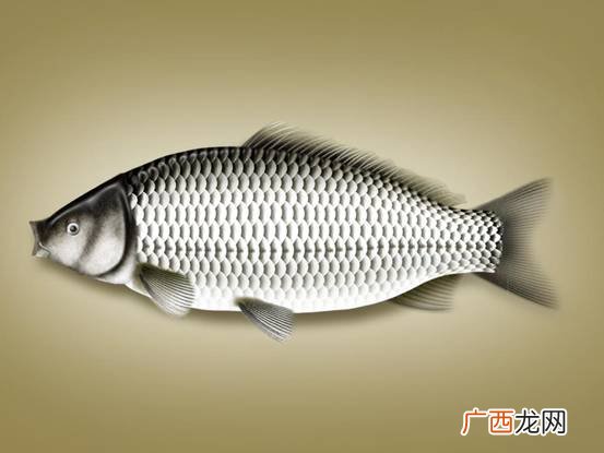 鲋鱼的营养价值,鲫鱼为什么叫喜头鱼？