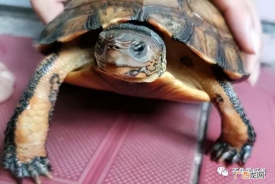 关于龟的这些秘密  养龟小白必懂的知识