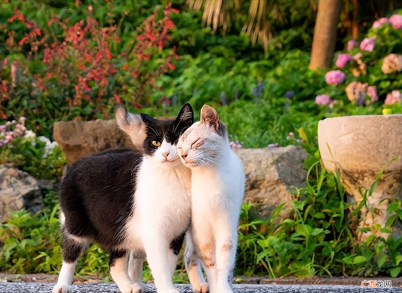 为何成年后的猫咪会与母亲交配 猫咪近亲能繁殖吗