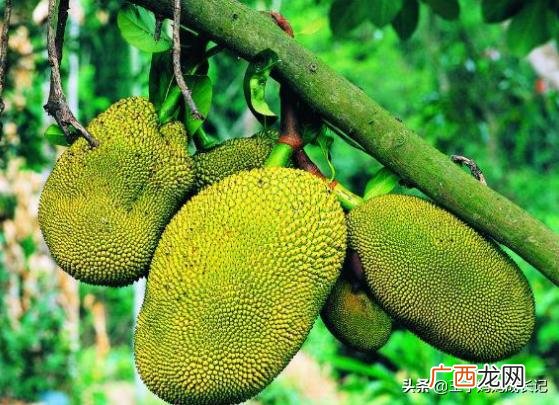 如何挑选好吃的菠萝蜜,怎么样挑选菠萝蜜？