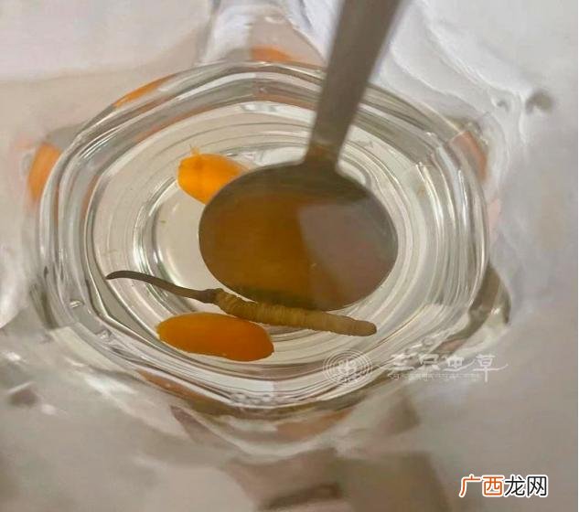 虫草应该怎么泡放多少水 虫草开水泡好还是温水泡好
