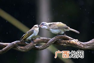 反哺是什么意思,乌鸦反哺”这句话是什么意思？