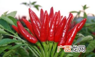 pepper是什么意思,辣椒的英文？