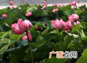 映日荷花别样红是什么意思,映日荷花别样红”是什么意思？