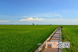陶后鲜有闻的鲜是什么意思,陶后鲜有人稳稳的意思？
