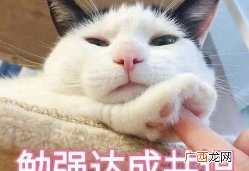 好养的猫咪品种是什么 最好养的猫的排行榜