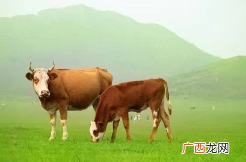 属牛人与这几个生肖不适合结婚 牛相冲的生肖是什么