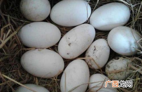 鹅蛋一个多重,初产蛋和普通蛋有什么区别？
