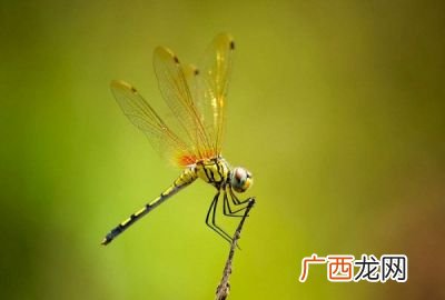 益虫有哪些动物,森林里的益虫有哪些？