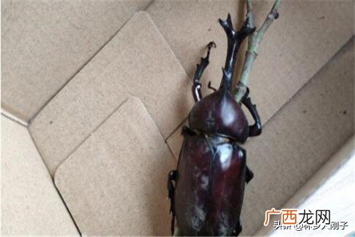 独角仙多少钱一只会咬人吗 独角仙是益虫还是害虫