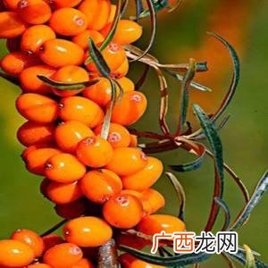沙棘果是什么,沙棘果是圣女果吗，看到说沙棘果可以叫做圣果，是那种小番茄吗，有一种小番茄就叫圣女果，请问一样吗？