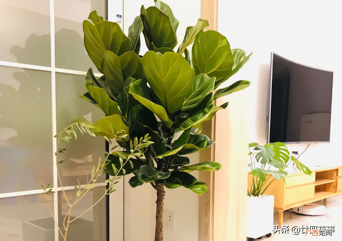 做好3件事，开枝散叶长得快 琴叶榕多久浇一次水