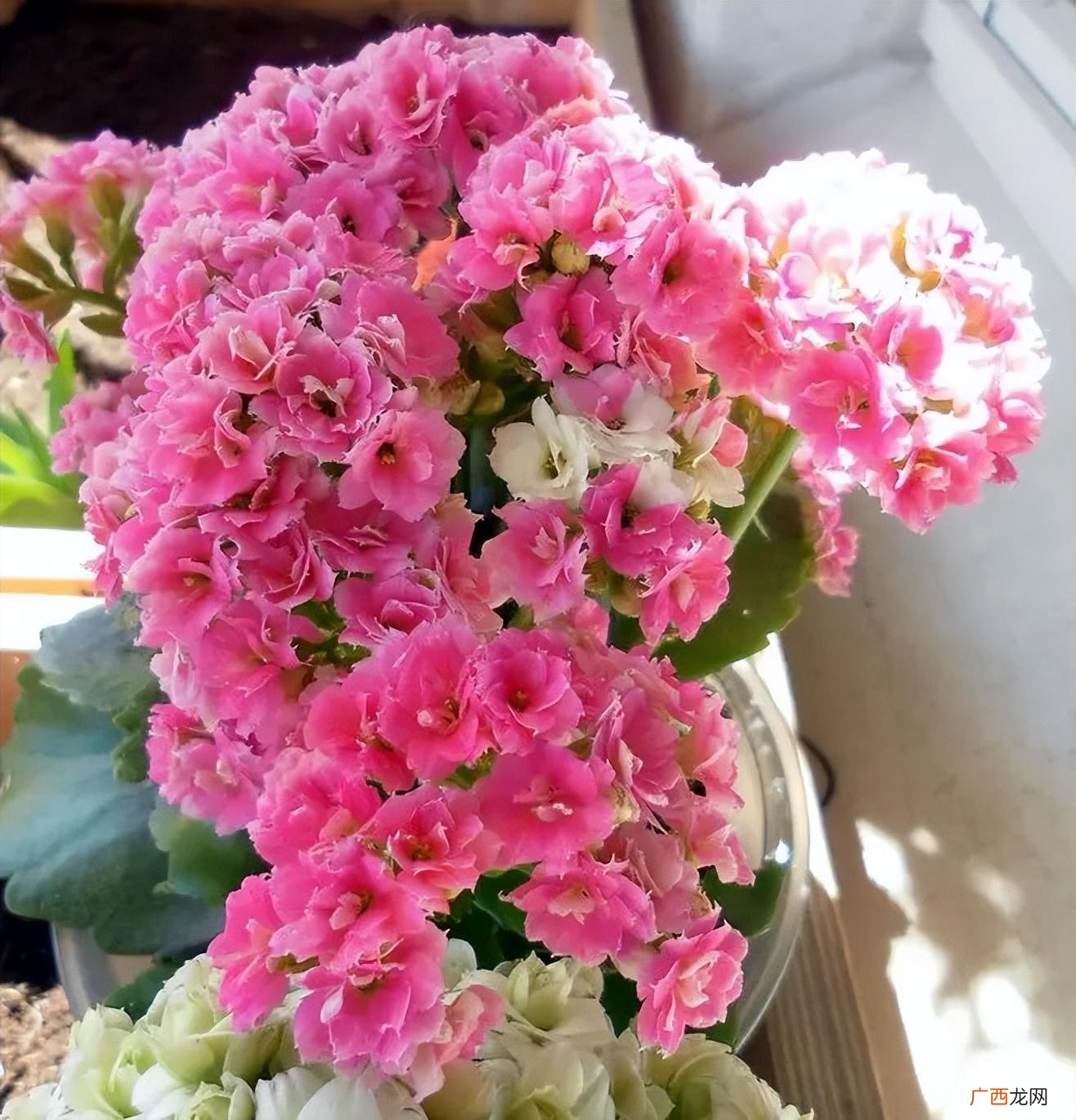 这样养开花多十倍,枝叶繁茂茁壮成长花苞满盆 秋天长寿花怎么养才开花