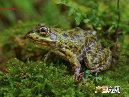 为什么青蛙比树跳的高
