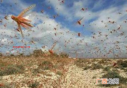蝗灾是怎么形成的
