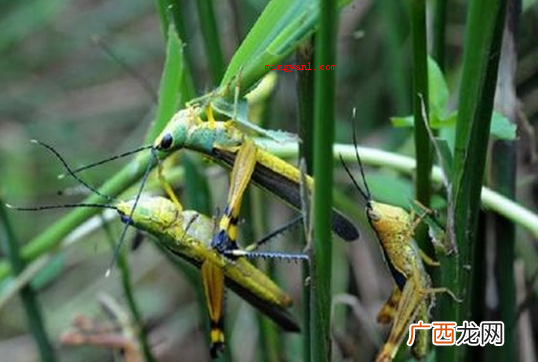 蝗灾是怎么形成的