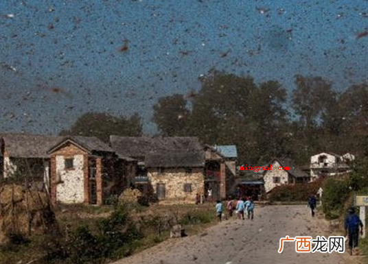 蝗灾是怎么形成的