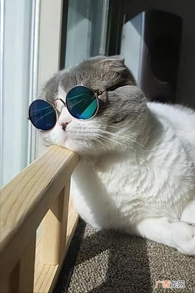 猫咪聪明的这些表现，别再看低它 猫咪聪明的四大特征