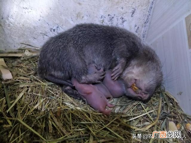 田园卫士是什么动物,什么动物睡觉会响滴答的声音？