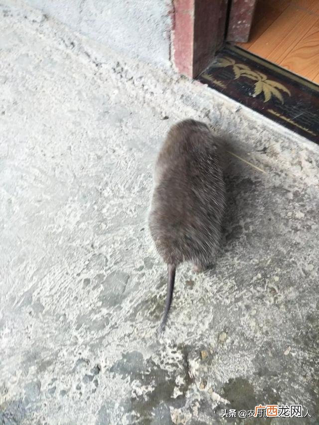 田园卫士是什么动物,什么动物睡觉会响滴答的声音？