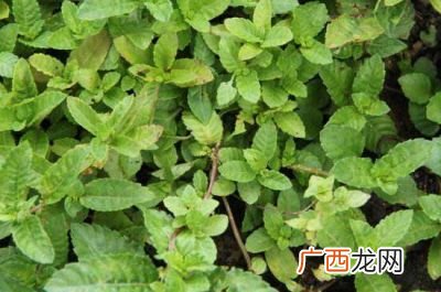 仙草是什么,仙草是什么:中华九大仙草排名?