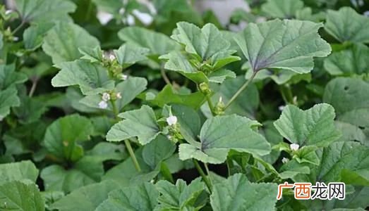 冬葵菜的做法,冬冬寒菜是什么菜？