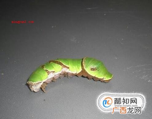 毛毛虫怎么变成蝴蝶