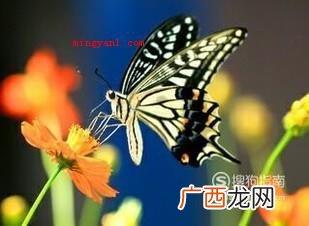 毛毛虫怎么变成蝴蝶