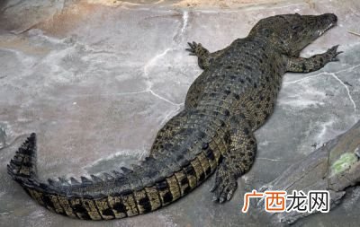 鳄鱼品种,上颚短下颚长的鳄鱼品种?