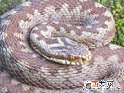 有毒蛇和无毒蛇怎么区分,如何区分一条蛇是毒蛇还是无毒蛇？