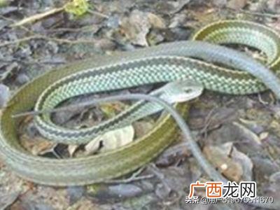 有毒蛇和无毒蛇怎么区分,如何区分一条蛇是毒蛇还是无毒蛇？