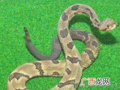 有毒蛇和无毒蛇怎么区分,如何区分一条蛇是毒蛇还是无毒蛇？